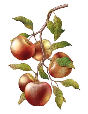 Elma dalı el çizimi Vintage oyma illüstrasyon izole beyaz arka plan üzerinde
