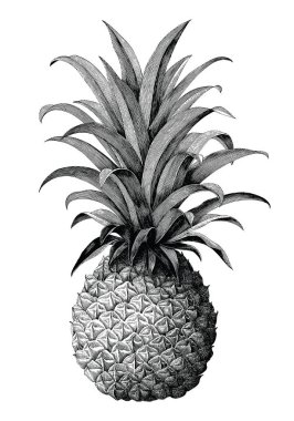 Ananas el Vintage gravür tarzı çizimi izole beyaz arka plan üzerinde