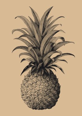 Ananas el çizim vintage tarzı oyma