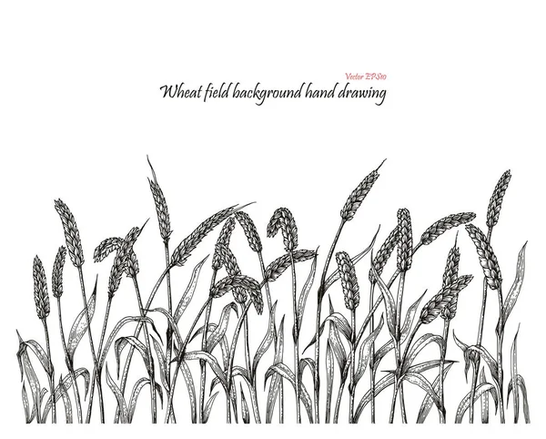 Wheat field background hand drawing