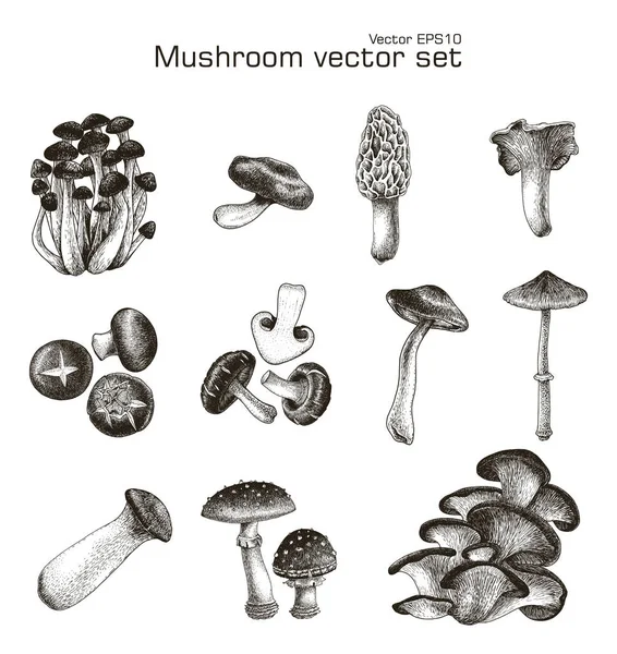 Mushroom Vetor Definido Mão Desenho — Fotografia de Stock