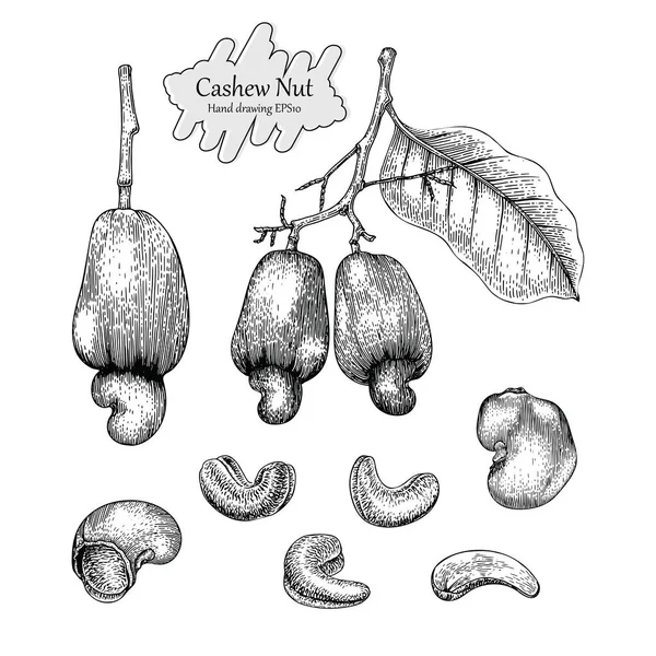 Vektorové Kolekce Kešu Ořechů Ruční Kresba Vintage Styl Bílém Pozadí — Stock fotografie