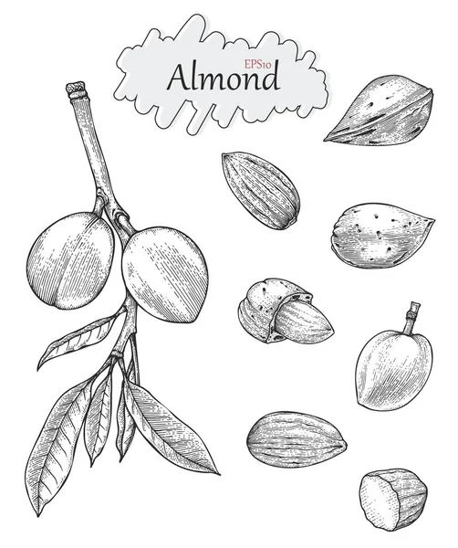 Colección Almendra Dibujo Mano Estilo Vintage Estilo Dibujo Grabado — Foto de Stock