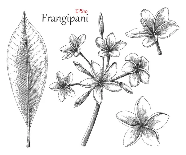 Frangipani Hand Drawing Vintage Style — Stock Photo, Image