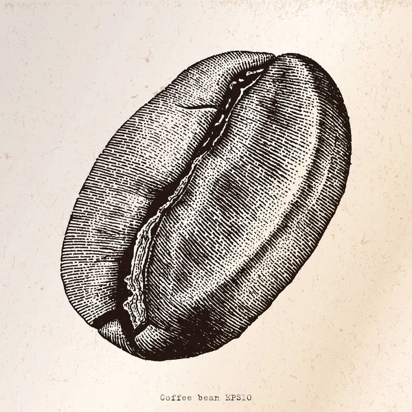 Coffee bean hand drawing engraving illustration