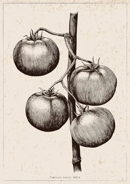 Pomodori Mano Disegno Incisione Illustrazione Sfondo Vintage — Foto Stock