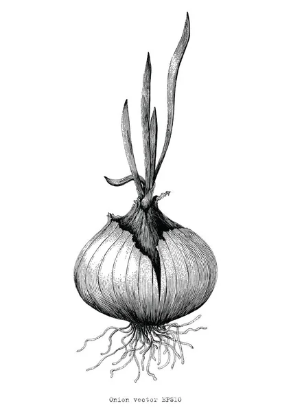 Botanique Oignon Dessin Main Illustration Antique — Photo