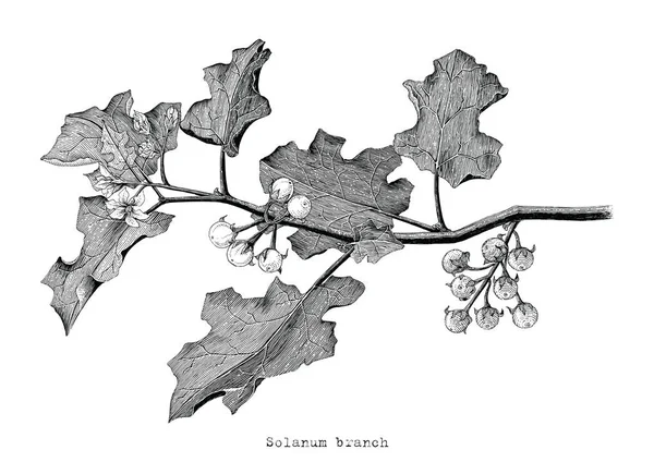 Solanum Rama Clipart Dibujo Mano Grabado Ilustración — Foto de Stock