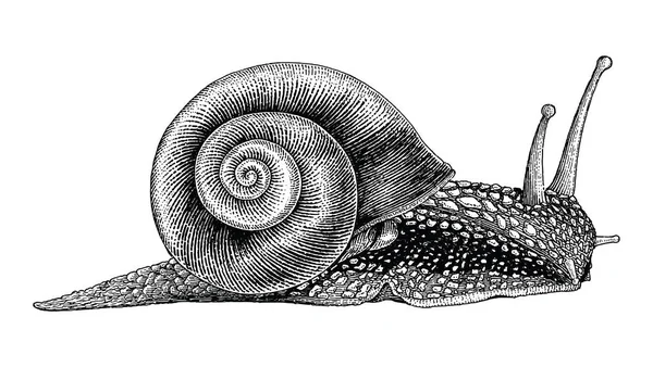 Caracol Mano Dibujo Estilo Vintage —  Fotos de Stock