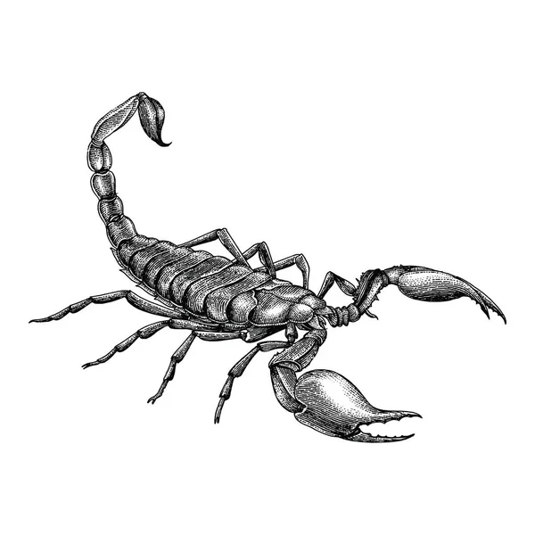 Vintage Scorpion Ręki Rysunek — Zdjęcie stockowe