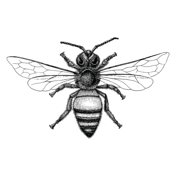 Bee Hand Drawing Vintage Style — Stock Photo, Image