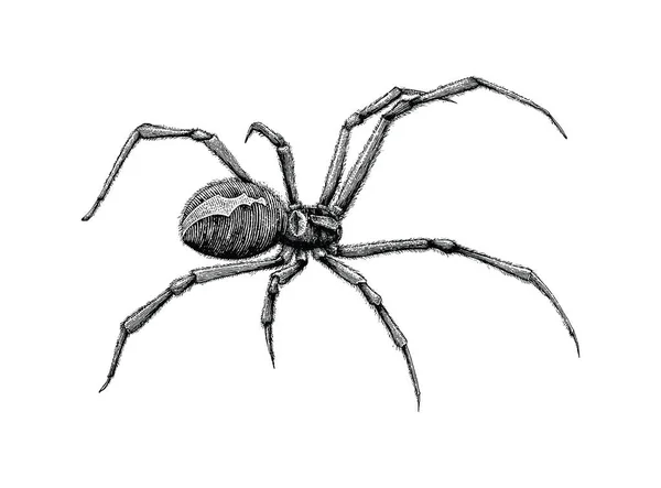 Negro Viuda Araña Mano Dibujo — Foto de Stock