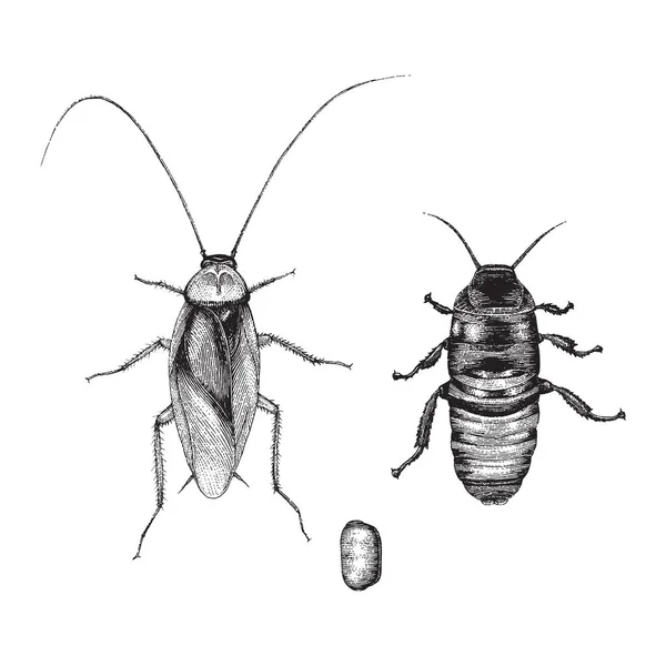 Cockroach Hand Drawing Vintage Style — Stock Photo, Image