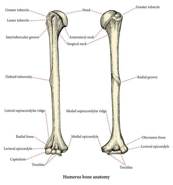 Anatomy of upper human arm bones hand drawing vintage style,Human humerus