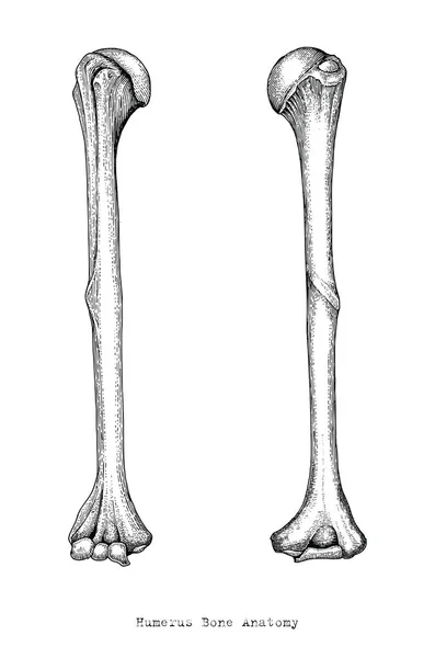 人肱骨上上臂骨手绘复古风格的解剖学研究 — 图库照片
