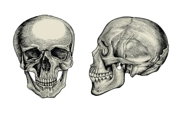 Anatomía Calavera Mano Dibujo Vintage Vista Lateral Frontal Del Cráneo —  Fotos de Stock
