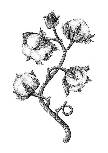 Pamuk bitki el Beyaz arka plan üzerinde çizim vintage gravür tarzı isotale