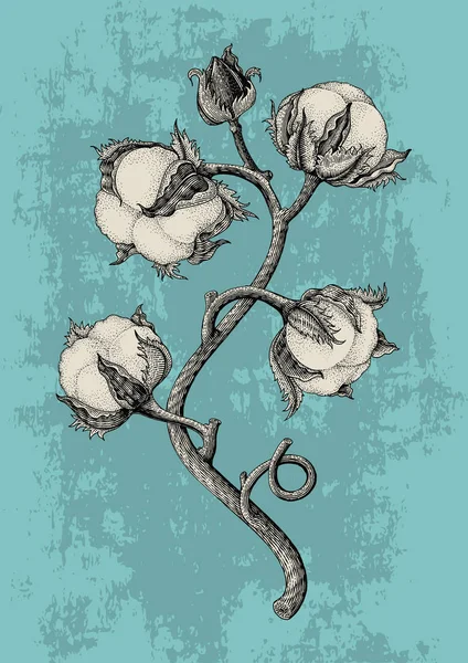 Cotton plant hand drawing vintage engraving style isotale on grunge background