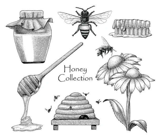 Collection Abeilles Mis Main Dessin Style Gravure Sur Fond Blanc — Photo