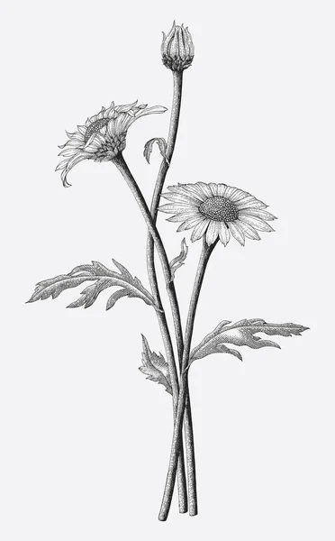 Daisy Flowers Hand Drawing Vintage Style Isolate White Background — Stock Photo, Image