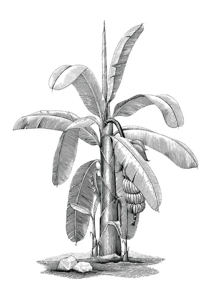 香蕉树植物学手画老式剪贴画 — 图库照片