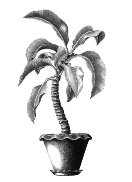 Saksı ağacında Dieffenbachia el çizim vintage resimde beyaz zemin üzerine oyma