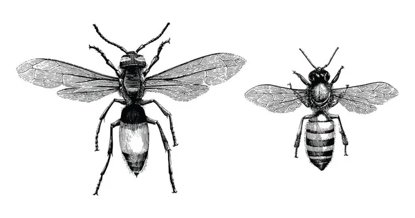 Bee Wasp Hand Drawing Vintage Engraving Illustration Isolate White Background — Stock Photo, Image