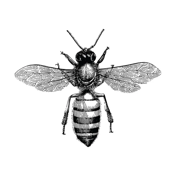 Ręka Bee Vintage Grawerowanie Ilustracja Izolat Białym Tle — Zdjęcie stockowe