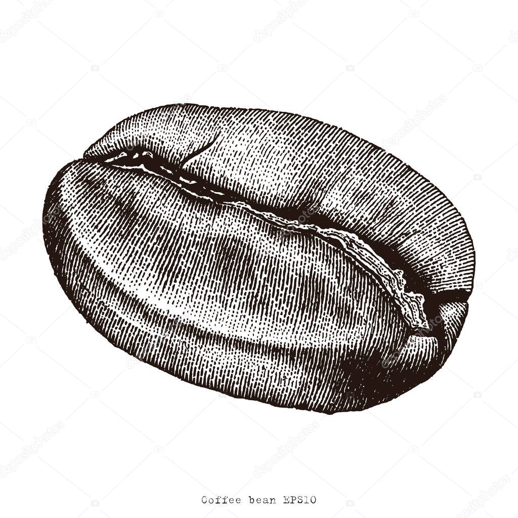 Coffee bean hand drawing engraving illustration