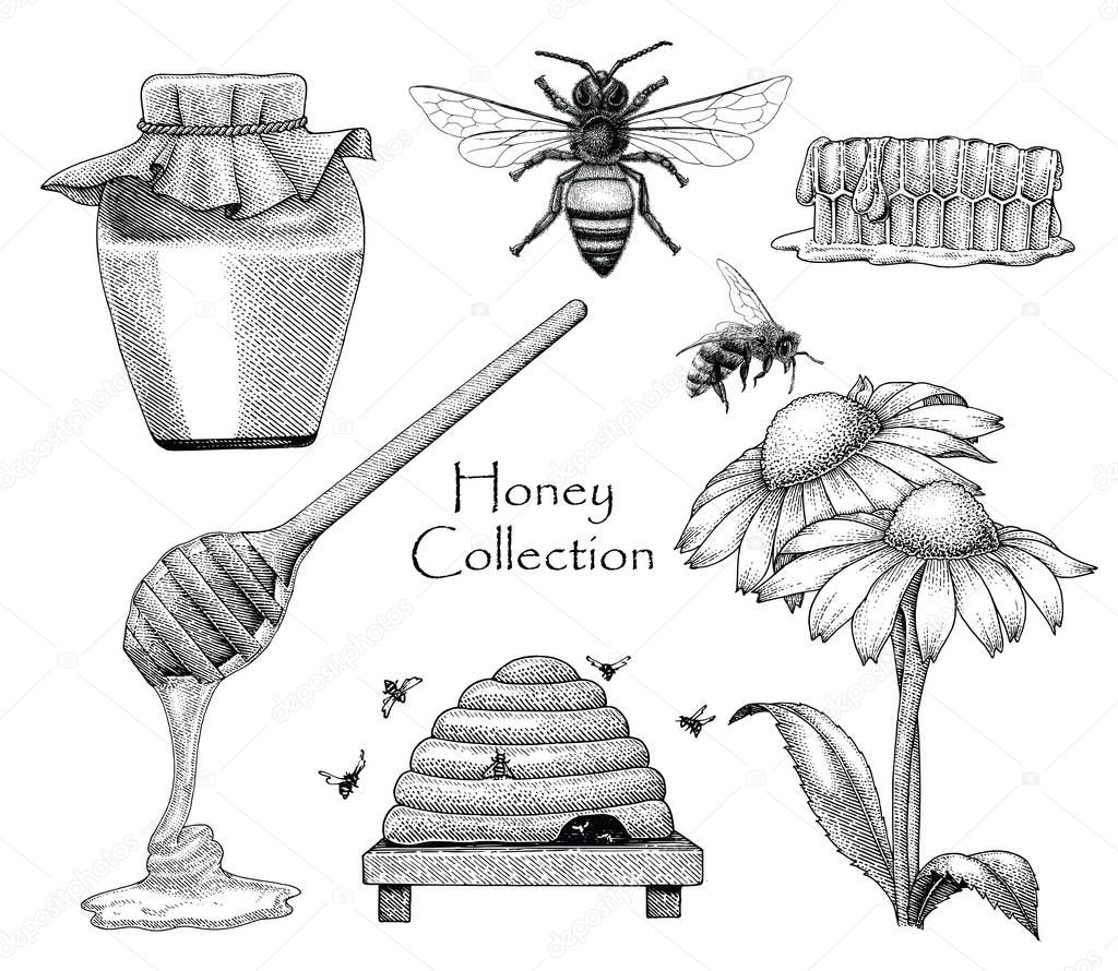 Bee collection set hand drawing engraving style on white background