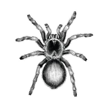 Tarantula örümcek el vintage oyma illüstrasyon, Tarantula örümceği dövme tasarım çizim