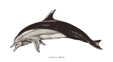Dolphin hand drawing vintage engraving illustration clipart clipart