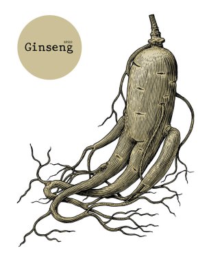 Ginseng el çizim vintage illüstrasyon oyma