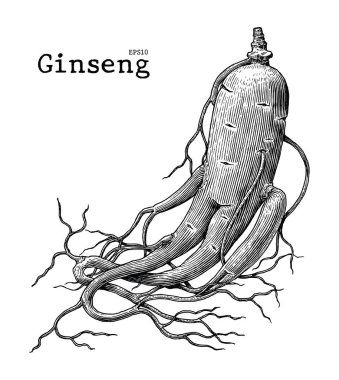 Ginseng el çizim vintage illüstrasyon oyma