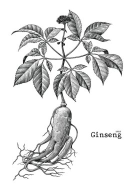 Ginseng el çizim vintage illüstrasyon oyma