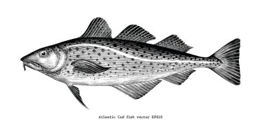 Atlantic Cod fish hand drawing vintage engraving illustration clipart