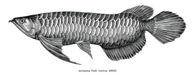 Arowana el Vintage küçük resim çizimi