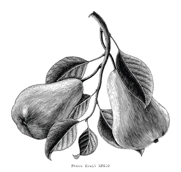 Owoc Gruszki Ręka Rysunku Grawerowanie Ilustracja Białym Tle — Zdjęcie stockowe