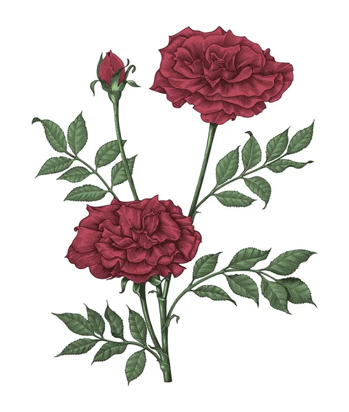 Τριαντάφυλλα Χέρι Σχεδίασης Vintage Χαρακτική Εικόνα Άσπρο Φόντο — Φωτογραφία Αρχείου