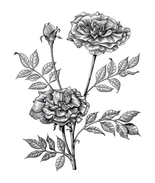 Gül çizim vintage resimde beyaz zemin üzerine oyma el