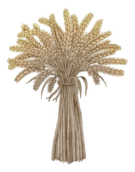 Buğday yığını el Vintage gravür tarzı, marka bira için organik madde çizimi