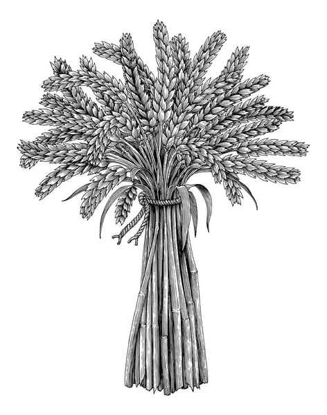 Buğday yığını el Vintage gravür tarzı, marka bira için organik madde çizimi