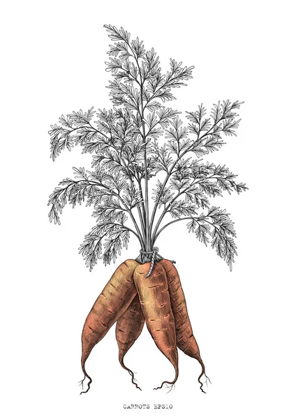 Zanahorias Dibujo Mano Grabado Ilustración Aislada Sobre Fondo Blanco — Foto de Stock