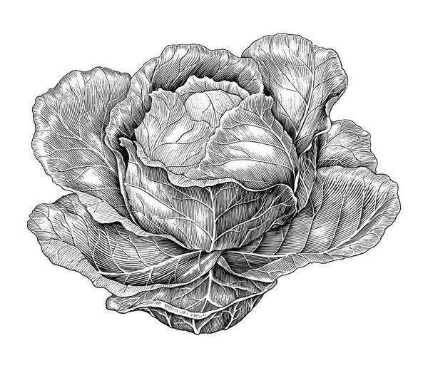 Cabbage hand drawing vintage engraving illustration