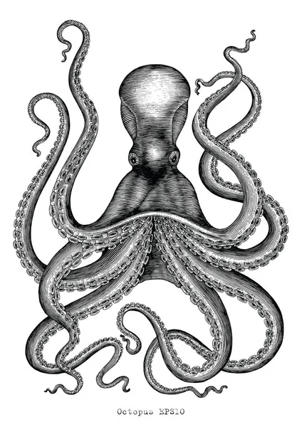 Octopus Mão Desenho Vintage Gravura Ilustração Branco Backgroud — Fotografia de Stock