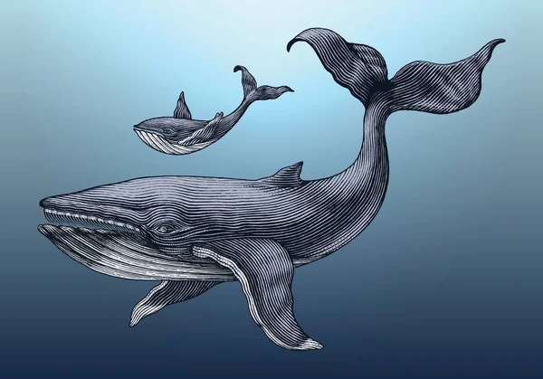 大鲸鱼和小鲸鱼手画老式雕刻插图 — 图库照片