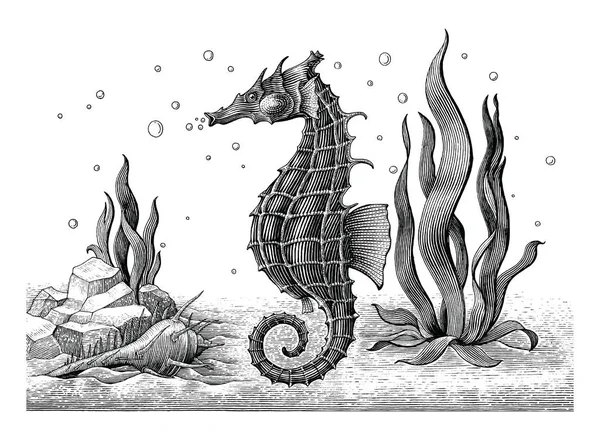 Sea Horse Ręki Vintage Grawerowanie Ilustracja — Zdjęcie stockowe