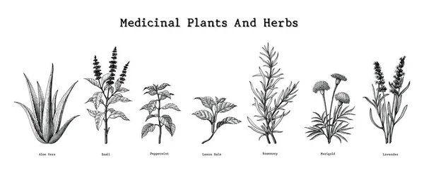 Лікарські Рослини Трави Ручний Малюнок Старовинної Гравірувальної Ілюстрації — стокове фото