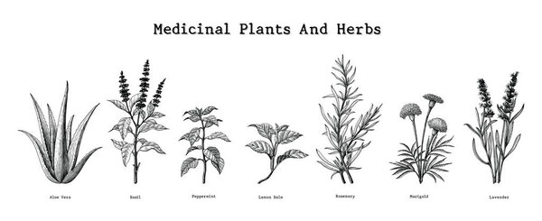Medicinal plants and herbs hand drawing vintage engraving illustration