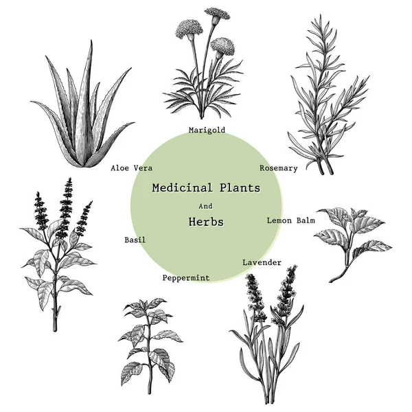 Şifalı bitkiler ve otlar çizim vintage illüstrasyon oyma el